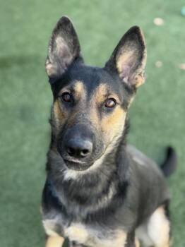 Reverie -  German Shepherd Dog Dog for Adoption in Sacramento, California - Reverie | PetCurious