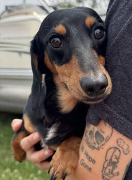 Steele -  Dachshund Dog for Adoption - Steele | PetCurious