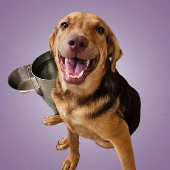Felix -  Mixed Breed Dog for Adoption in Boise, Idaho - Felix | PetCurious