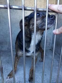 Chihuahua and Mixed Breed Dogs Available for Adoption in Fort Lauderdale, Florida - NIA | PetCurious