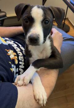 Rescue Labrador Retriever Dogs for Adoption in Byron, Illinois - Pearl | PetCurious