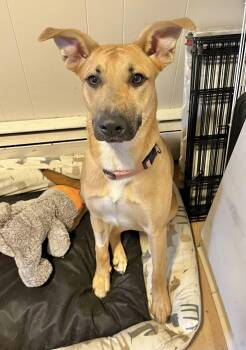 Rescue Labrador Retriever Dogs for Adoption in Manchester, Connecticut - Cheyenne | PetCurious