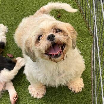 Lolla 8486 -  Poodle Dog for Adoption in Loxahatchee Groves, Florida - Lolla 8486 | PetCurious