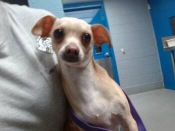 Chihuahua Dogs Available for Adoption in Albuquerque, New Mexico - PLUM | PetCurious