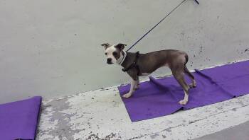 SERENA -  Staffordshire Bull Terrier and Mixed Breed Dog for Adoption in Houston, Texas - SERENA | PetCurious
