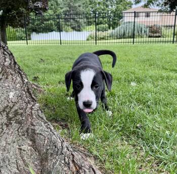 Taco -  Labrador Retriever and Pit Bull Terrier Dog for Adoption in Greenlawn, New York - Taco | PetCurious