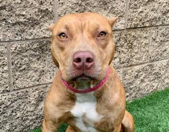 SAVE ME PLEASE Wanda - IDA553757 -  Staffordshire Bull Terrier Dog for Adoption in San Marcos, California - SAVE ME PLEASE Wanda - IDA553757 | PetCurious