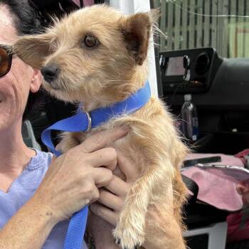 Amelia -  Chihuahua and Dachshund Dog for Adoption in Rockville, Maryland - Amelia | PetCurious
