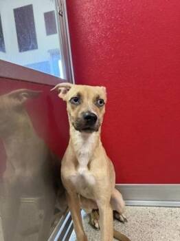 Neela -  Pit Bull Terrier and Mixed Breed Dog for Adoption in Pequot Lakes, Minnesota - Neela | PetCurious