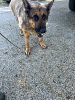 Rescue German Shepherd Dog and Mixed Breed Dogs for Adoption in Fort Worth, Texas - 59709864 | PetCurious