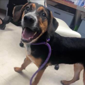 Opal -  Hound and Mixed Breed Dog for Adoption in Jacksboro, Tennessee - Opal | PetCurious