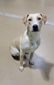 LUNA -  Beagle and Mixed Breed Dog for Adoption in St. Peters, Missouri - LUNA | PetCurious