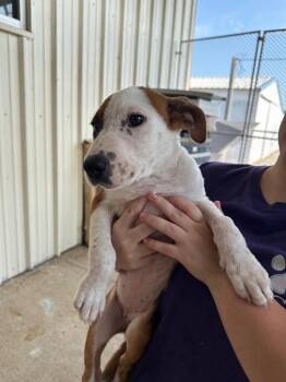 Jackie -  Mixed Breed Dog for Adoption in Bossier City, Louisiana - Jackie | PetCurious