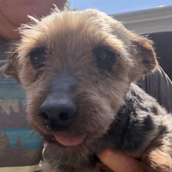 Yorkshire Terrier Dogs Available for Adoption in Peyton, Colorado - Millie (AP26-87) | PetCurious