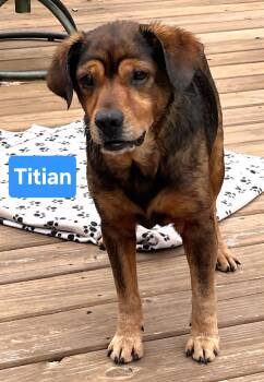 Titian -  Hound Dog for Adoption in Clinton, Missouri - Titian | PetCurious