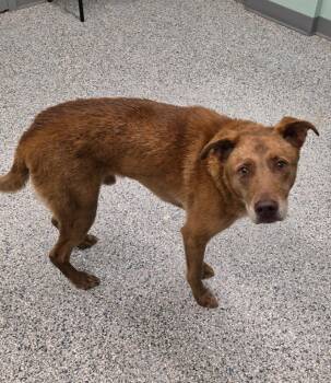 Bruce -  Terrier Dog for Adoption in Athens, Tennessee - Bruce | PetCurious