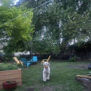 Dilbur -  Standard Poodle Dog for Adoption in Courtice, Ontario - Dilbur | PetCurious