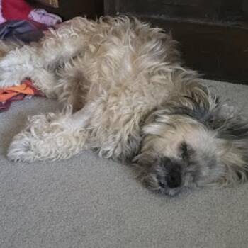 Lhasa Apso and Mixed Breed Dogs Available for Adoption in Spring Hill, Kansas - Sugar | PetCurious