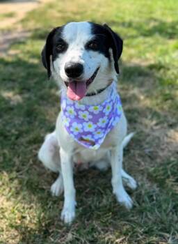 Shy Shy -  Terrier and Border Collie Dog for Adoption in Richmond, Virginia - Shy Shy | PetCurious