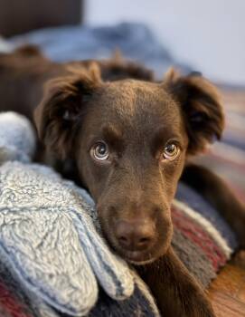 Ruby -  Australian Shepherd Dog for Adoption in Lapeer, Michigan - Ruby | PetCurious