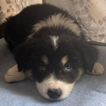 Mixed Breed Dogs Available for Adoption - Bo Peep | PetCurious