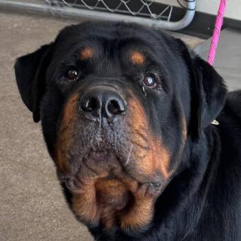 Duke -  Mixed Breed Dog for Adoption in Las Cruces, New Mexico - Duke | PetCurious