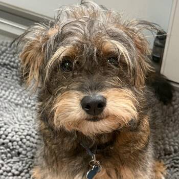 Benji -  Miniature Schnauzer and Yorkshire Terrier Dog for Adoption in Fredericksburg, Virginia - Benji | PetCurious