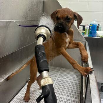 Flapjack -  Mixed Breed Dog for Adoption - Flapjack | PetCurious