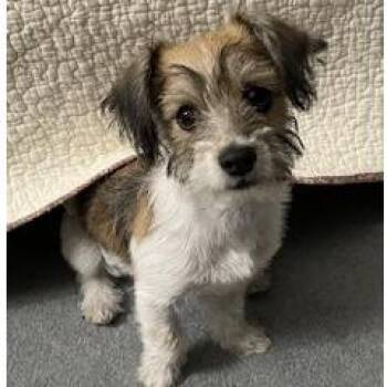 Dolly 925 -  Terrier Dog for Adoption in Redmond, Washington - Dolly 925 | PetCurious