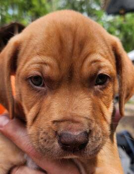 Skip -  Mixed Breed and Terrier Dog for Adoption in St. Augustine, Florida - Skip | PetCurious