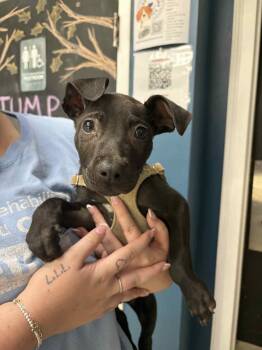 Rescue Labrador Retriever and Pit Bull Terrier Dogs for Adoption in Shermans Dale, Pennsylvania - Tacoma | PetCurious