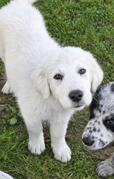 Panda -  Great Pyrenees Dog for Adoption in Warren, Michigan - Panda | PetCurious
