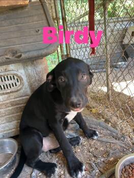 Birdy -  Border Collie Dog for Adoption in Pine Bluff, Arkansas - Birdy | PetCurious