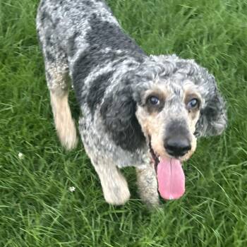 Family dog fancy. -  Standard Poodle Dog for Adoption in Antwerp, Ohio - Family Dog Fancy. | PetCurious
