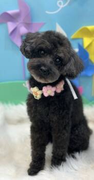 Poodle Dogs Available for Adoption in Agoura Hills, California - TAEANI | PetCurious