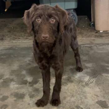 Khloe -  Chocolate Labrador Retriever and Poodle Dog for Adoption in Greensboro, North Carolina - Khloe | PetCurious