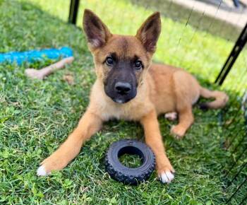 Elephant (Safari litter) -  German Shepherd Dog and Great Pyrenees Dog for Adoption in Silvana, Washington - Elephant (Safari Litter) | PetCurious