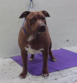 ROCZY -  Staffordshire Bull Terrier and Mixed Breed Dog for Adoption in Houston, Texas - ROCZY | PetCurious