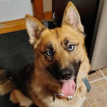 Rescue Siberian Husky and Australian Shepherd Dogs for Adoption in Blair, Wisconsin - Zeus | PetCurious