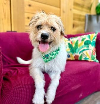 Sully Wully The Party Trick Prince -  Wirehaired Terrier and Cairn Terrier Dog for Adoption in Friendswood, Texas - Sully Wully The Party Trick Prince | PetCurious