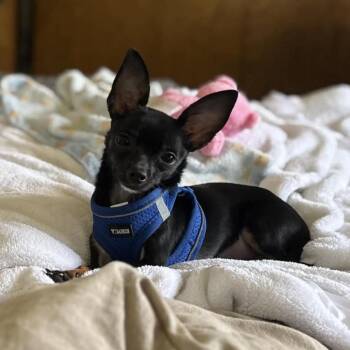 Chihuahua and Mixed Breed Dogs Available for Adoption - Piper D11245 | PetCurious