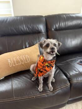 Rescue Miniature Schnauzer and Border Terrier Dogs for Adoption in Hollywood, Florida - Lolita | PetCurious