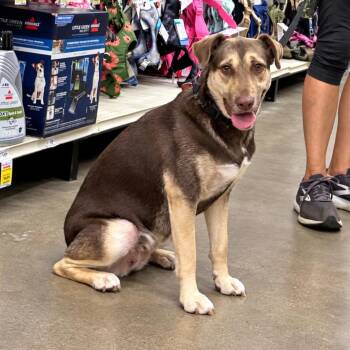 Nova -  Shepherd and Labrador Retriever Dog for Adoption in Longview, Texas - Nova | PetCurious