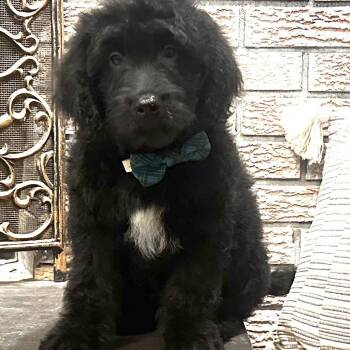 Baby Branson -  Goldendoodle Dog for Adoption in Wrightstown, New Jersey - Baby Branson | PetCurious