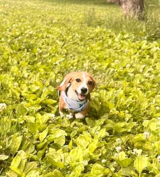 Gus Gus $750 -  Dachshund Dog for Adoption in West Milwaukee, Wisconsin - Gus Gus $750 | PetCurious
