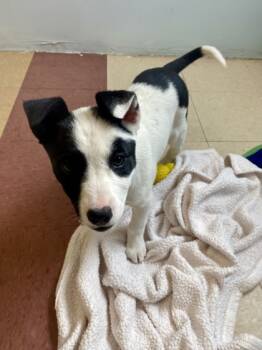 Rescue Mixed Breed Dogs for Adoption in Munster, Indiana - Chica | PetCurious