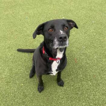 Labrador Retriever Dogs Available for Adoption in New Bedford, Massachusetts - Bella  | PetCurious