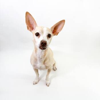 Peter -  Chihuahua Dog for Adoption in Scottsdale, Arizona - Peter | PetCurious