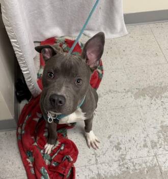 Pit Bull Terrier Dogs Available for Adoption - *Hype* | PetCurious