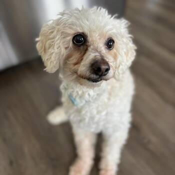 Mixed Breed and Poodle Dogs Available for Adoption in Mississauga, Ontario - Ernie | PetCurious